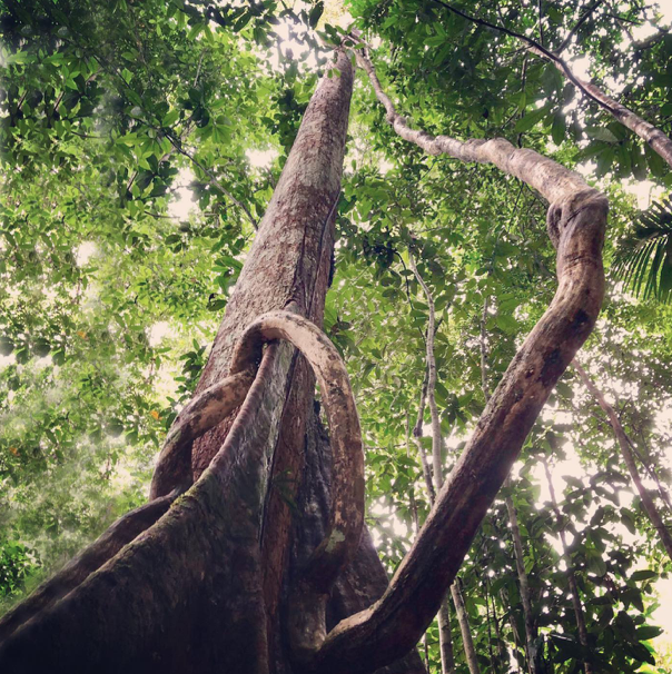 Saving the Amazon