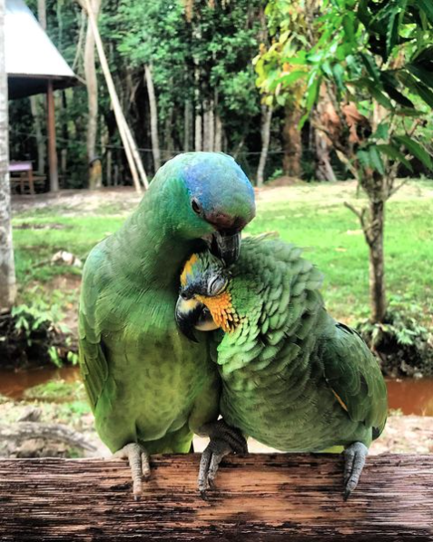 Saving the Amazon