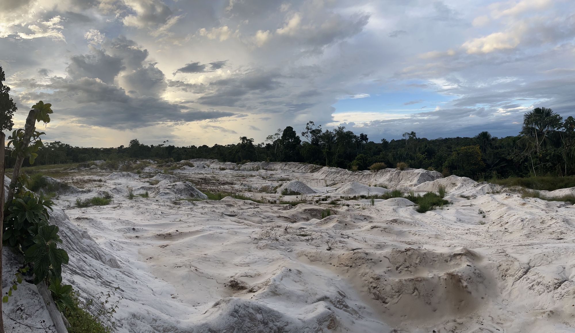 Saving the Amazon